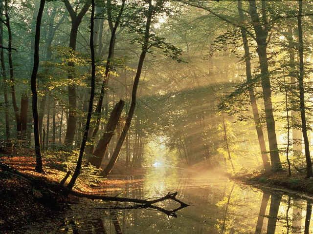 Mirapolos - O Furioso Touro Dourado! Bosque-full
