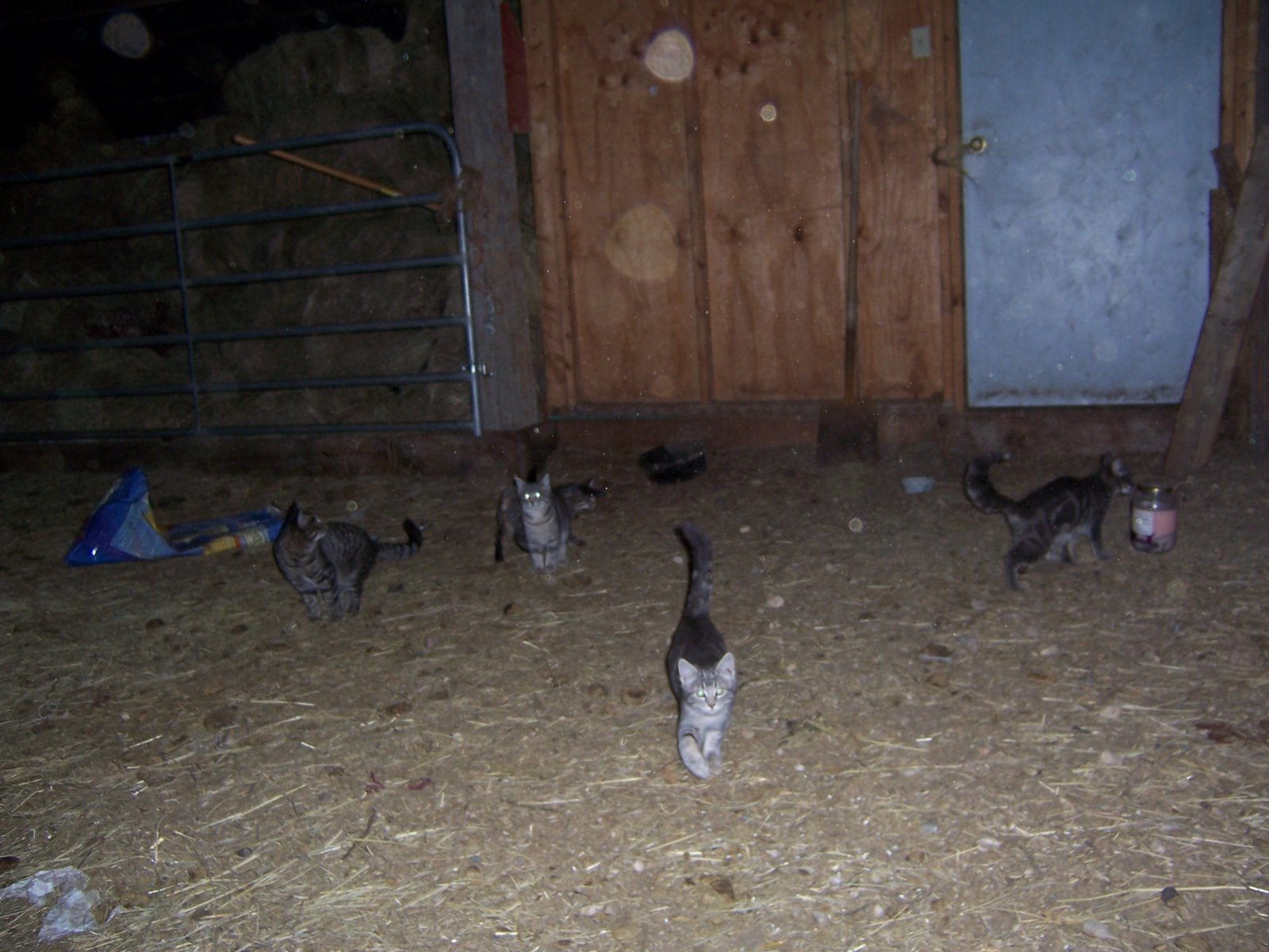 barn kitties