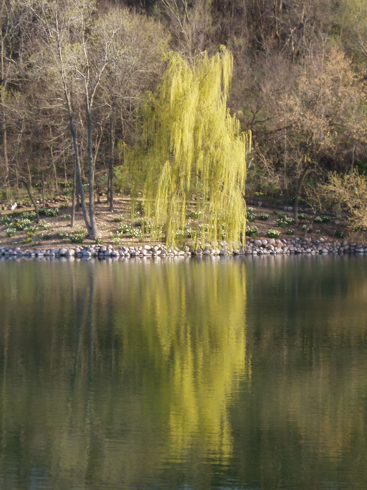 [Salix+reflection2.jpg]