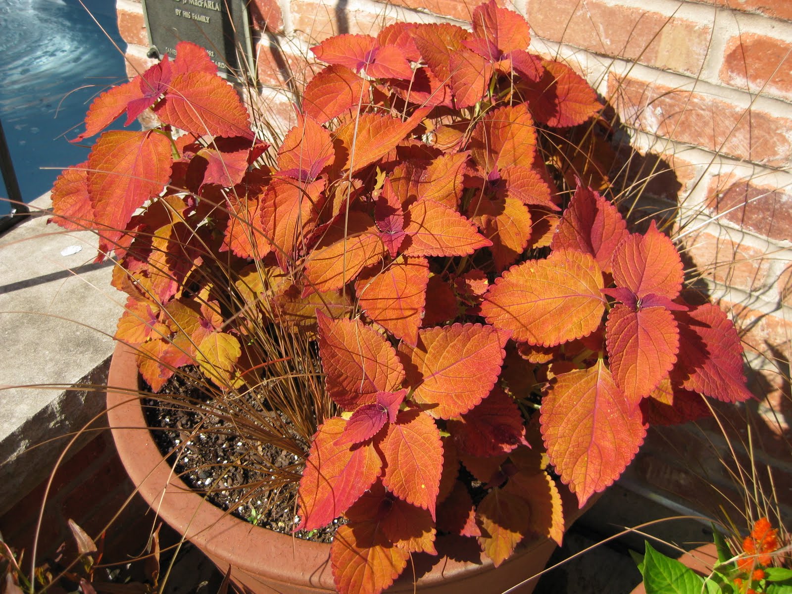 Rotary Botanical Gardens Hort Blog Plants Are Growing Overnight