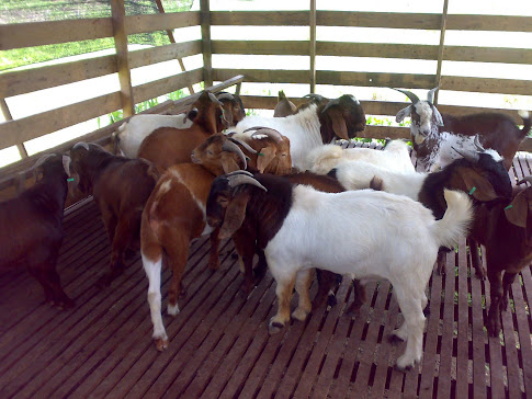 BOER CROSS