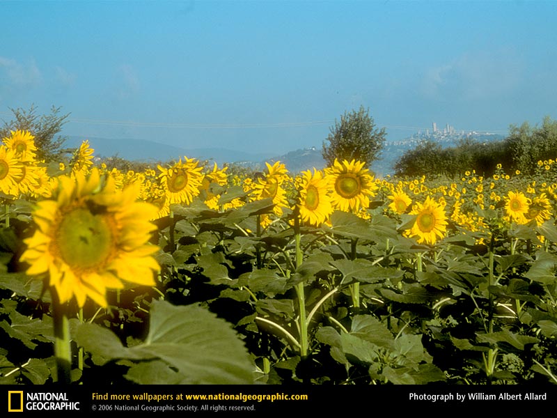 [tuscan-sunflowers-741554-sw.jpg]