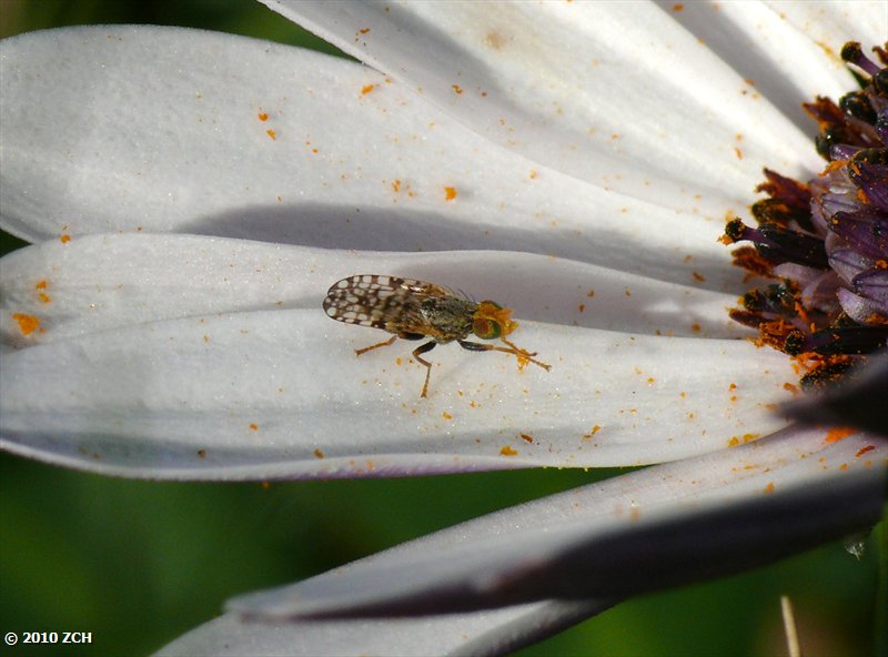Tiny Fly