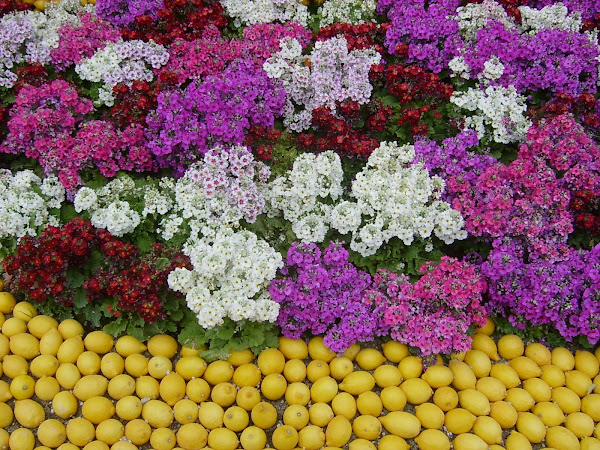 Virágos citromok