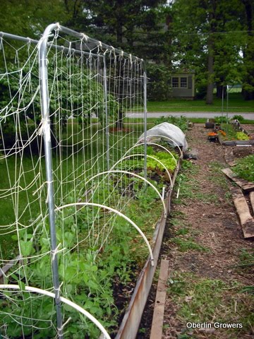 May Raised Bed