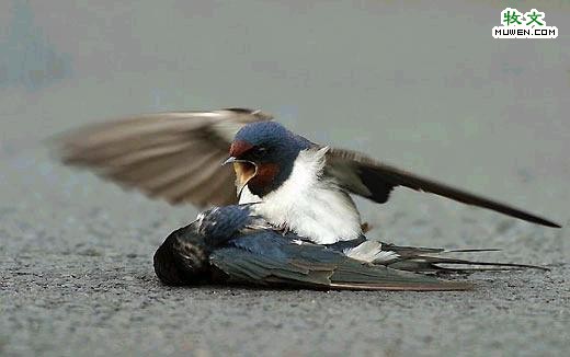 [aves1.jpg]