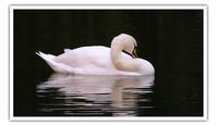 [cisne2.jpg]