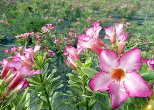 LISTADO DE PLANTAS EN PELIGRO DE EXTINCION listado de plantas en peligro de extincion: