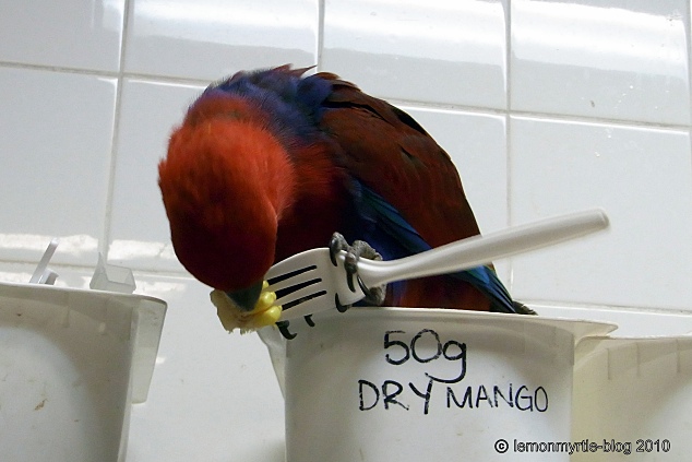 ものぐさな雑記帳 道具を使うインコ