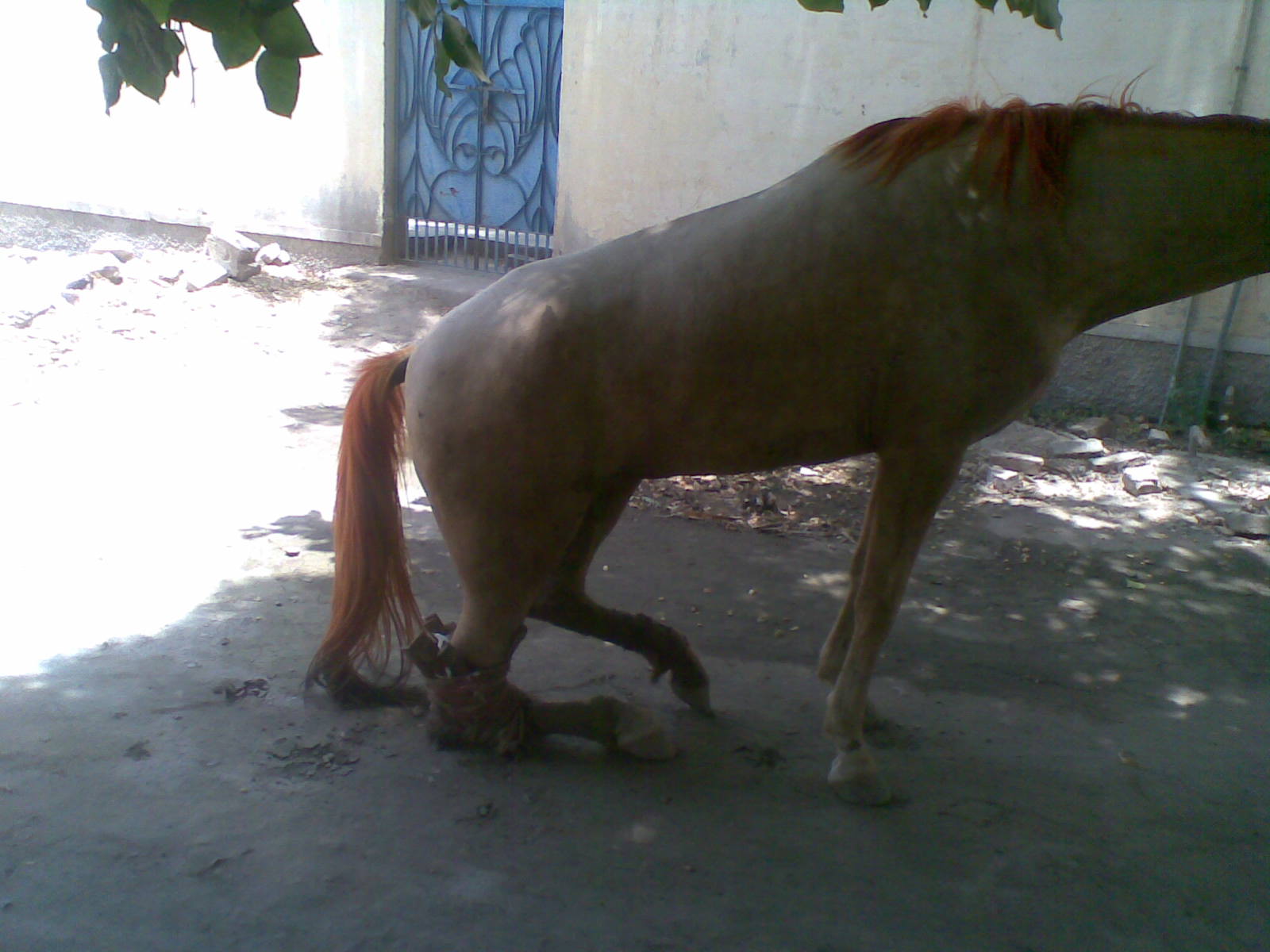 RUPTURED FLEXOR TENDON OF HIND LEG OF HORSE REPAIRED PAWA