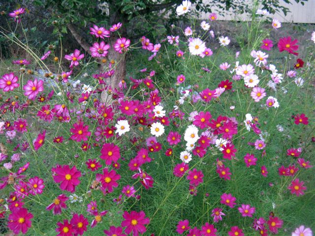 cottage garden flowers blue notes from cottage garden cosmos garden classic cottage garden flowers blue notes from cottage garden cosmos garden classic