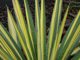 Danger Garden Yucca Love
