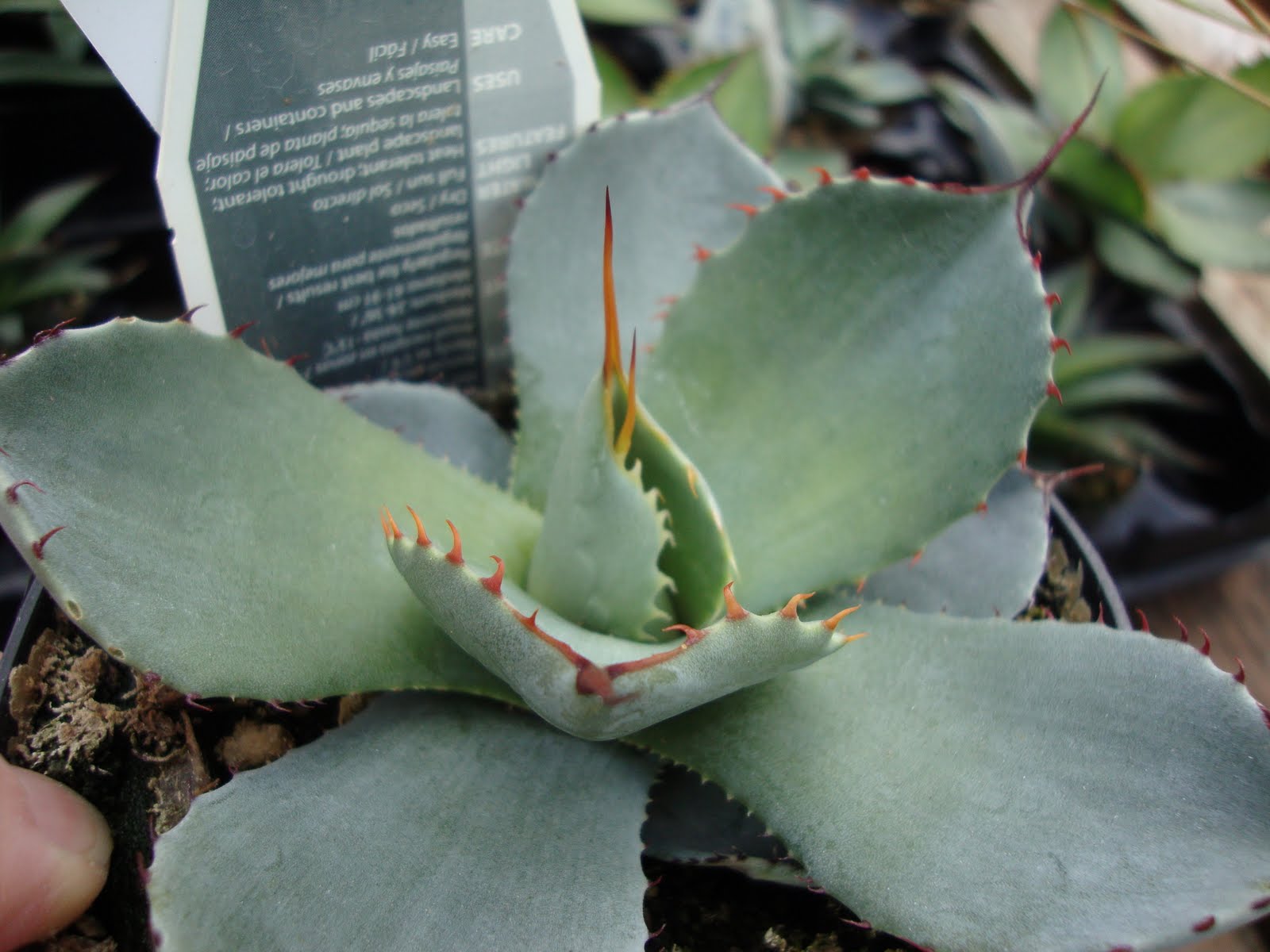 Danger Plants