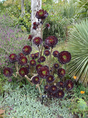 Aeonium Schwarzkopf