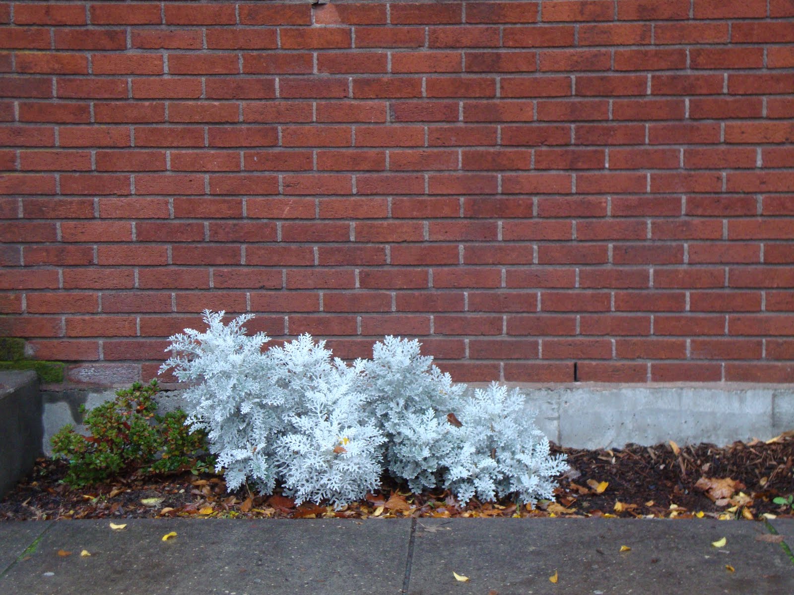 danger garden But I hate Dusty Miller