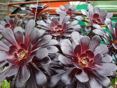 Aeonium Schwarzkopf