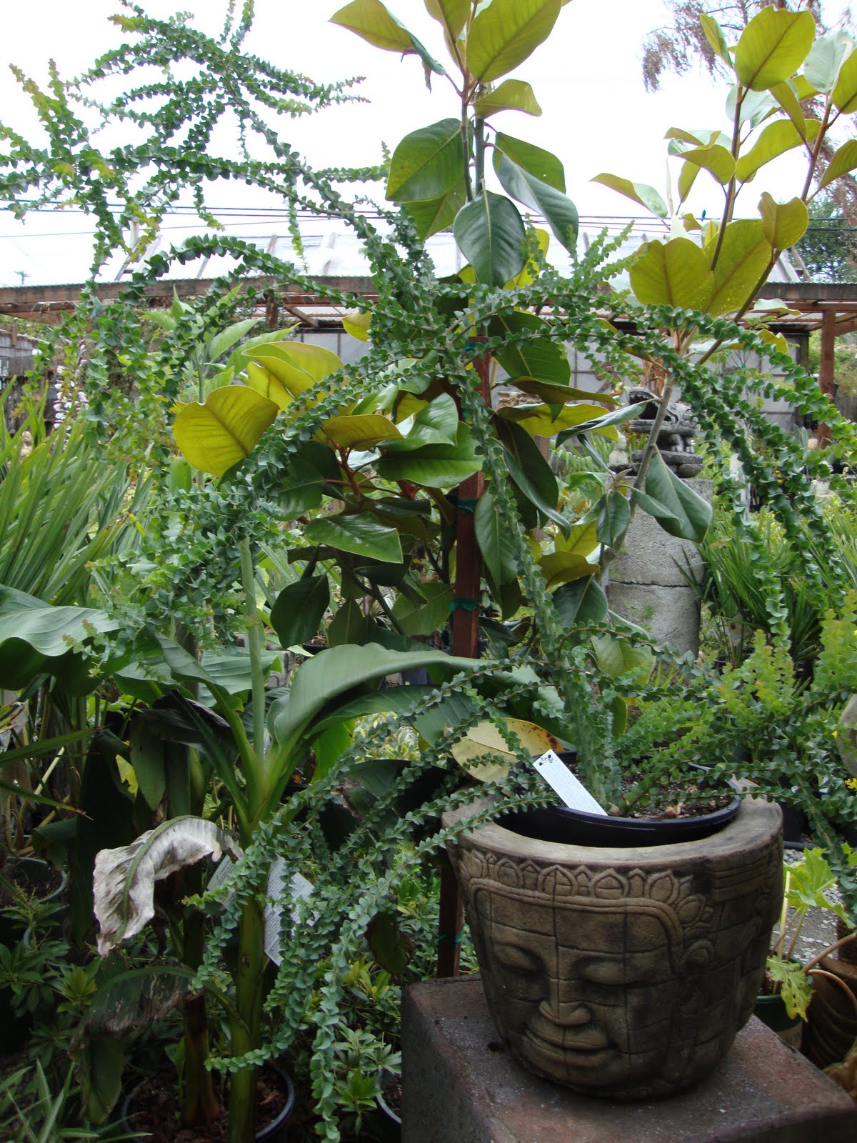 danger garden Jungle Fever Exotics