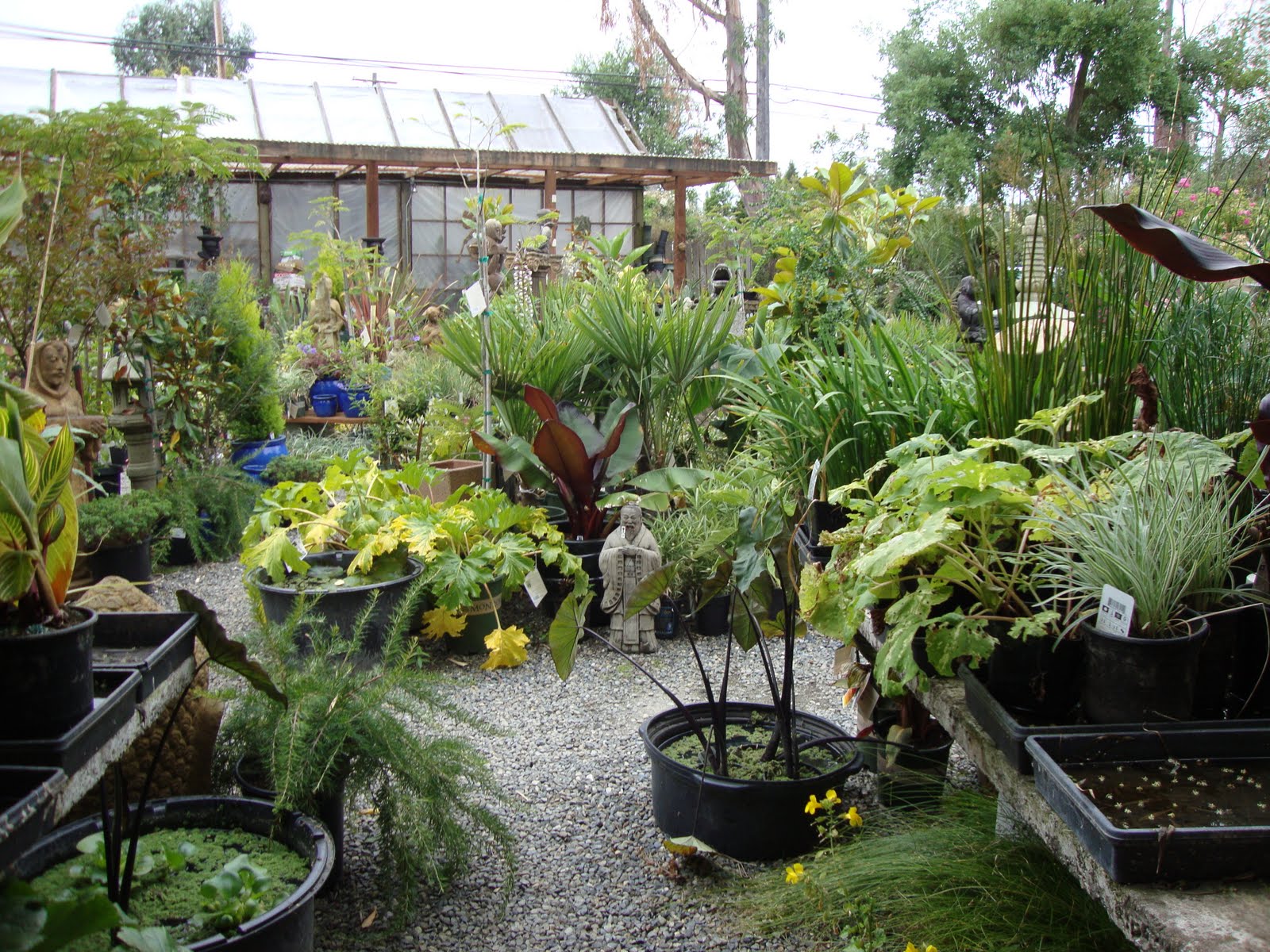 danger garden Jungle Fever Exotics