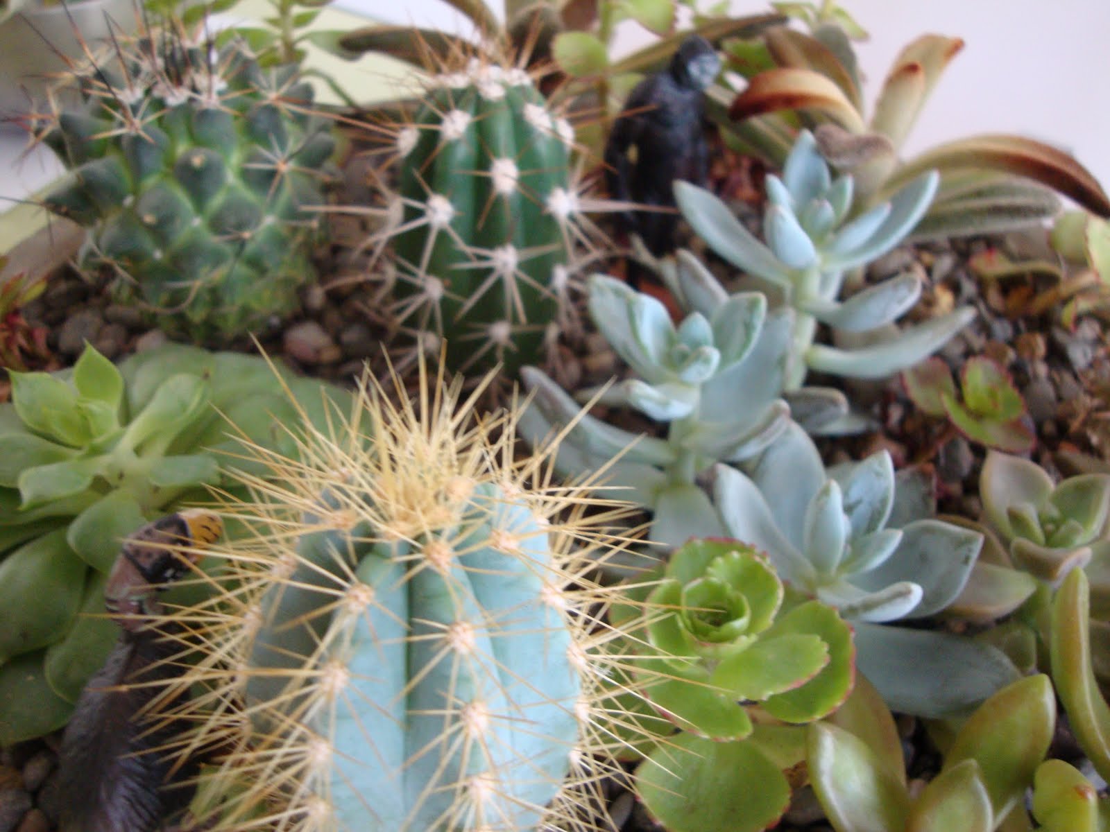 danger garden our tabletop cactus garden