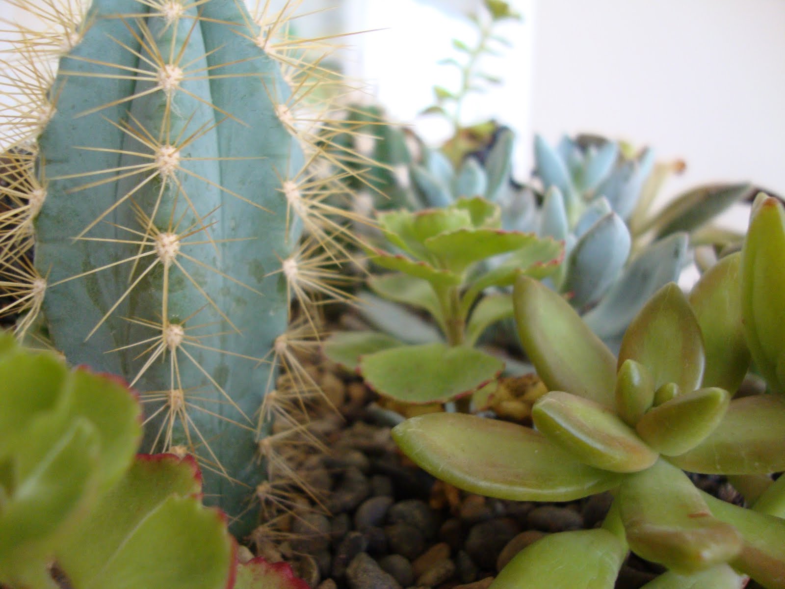 danger garden our tabletop cactus garden