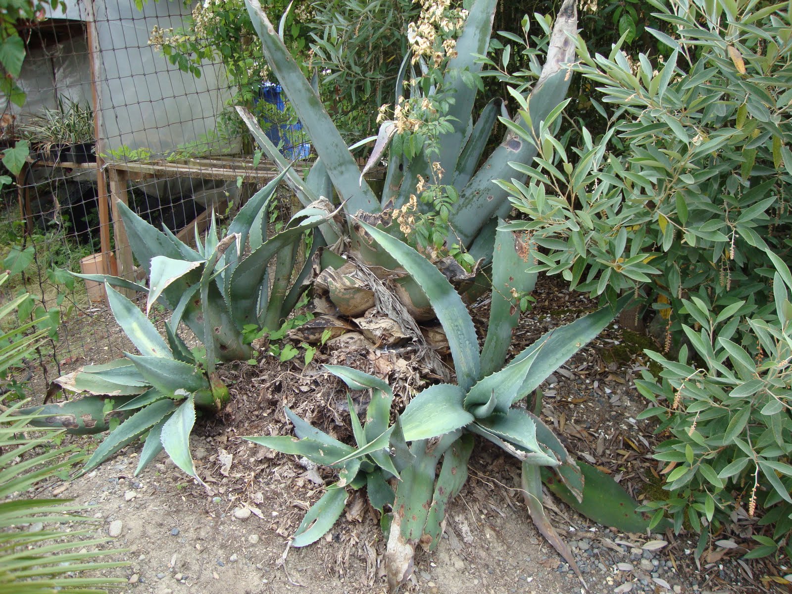 danger garden More from Jungle Fever