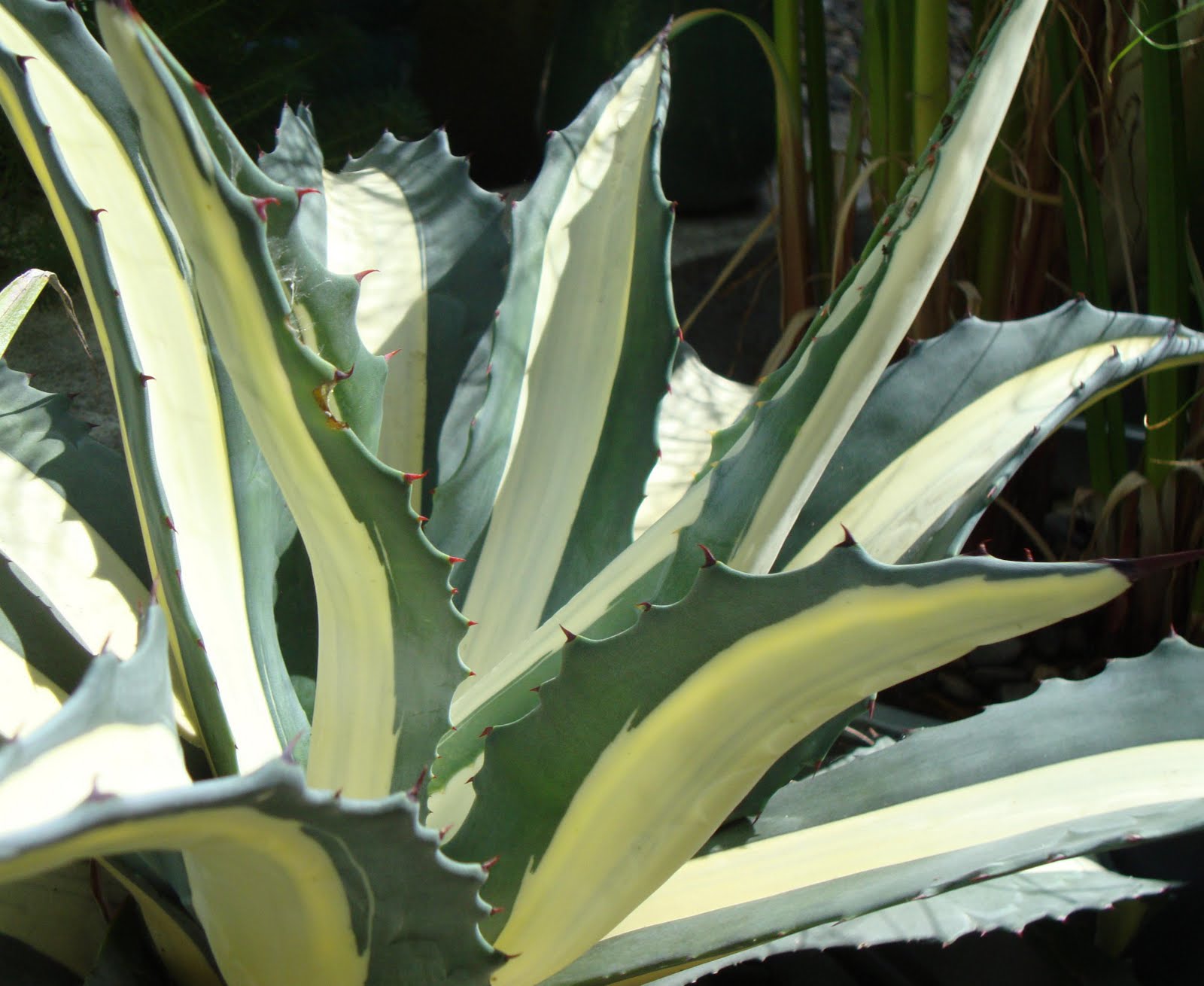 Agave Americana