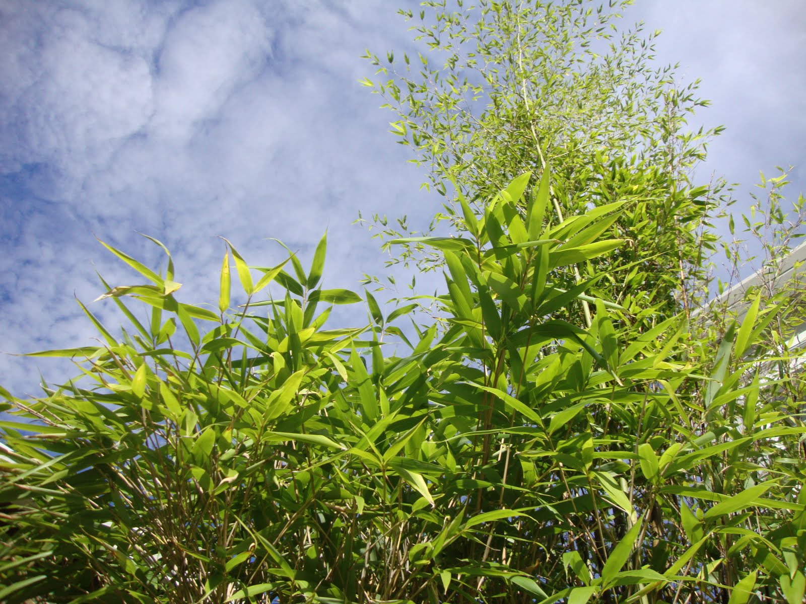 danger garden Bamboo = green privacy