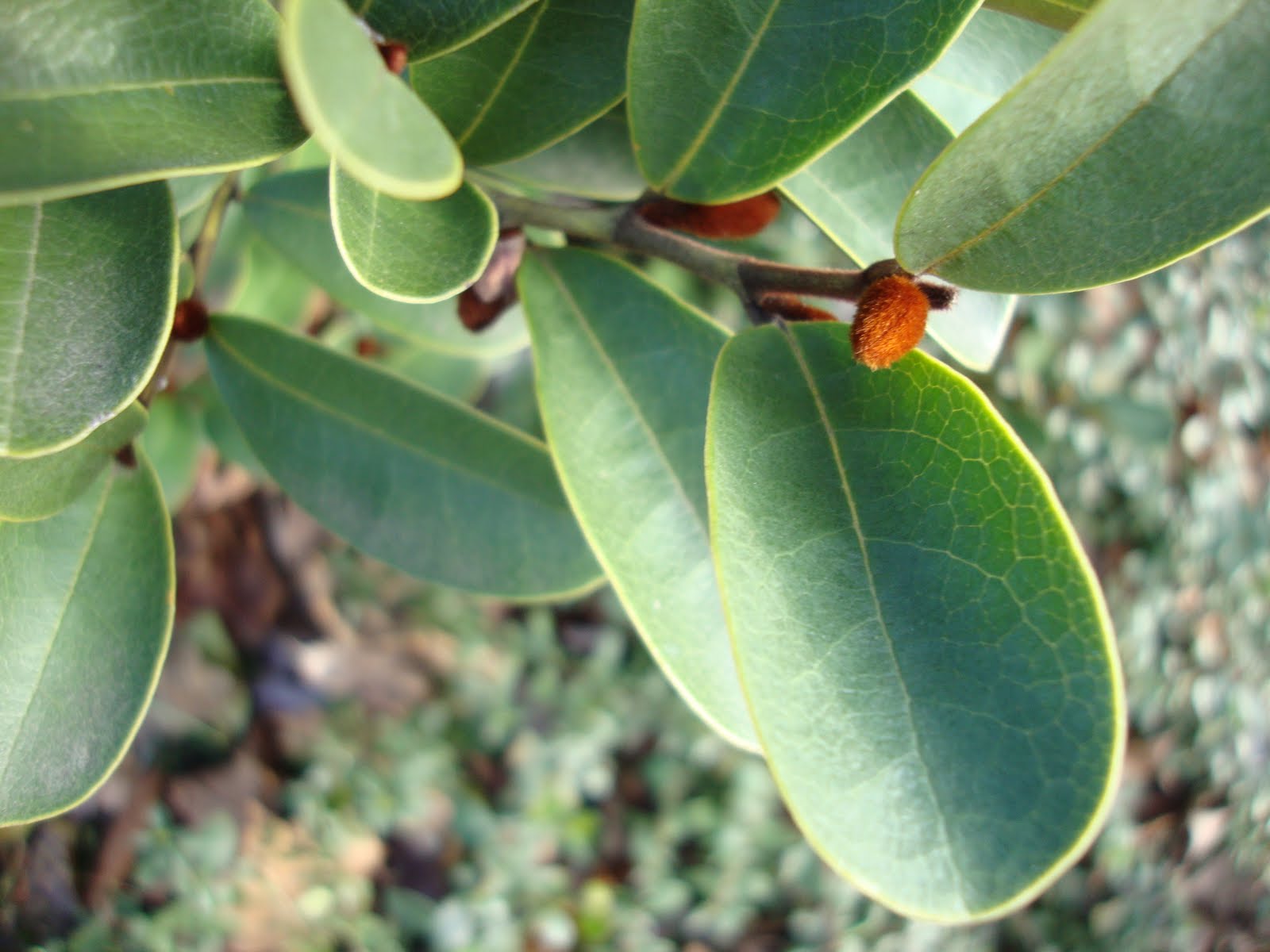 Round Leaf Plant