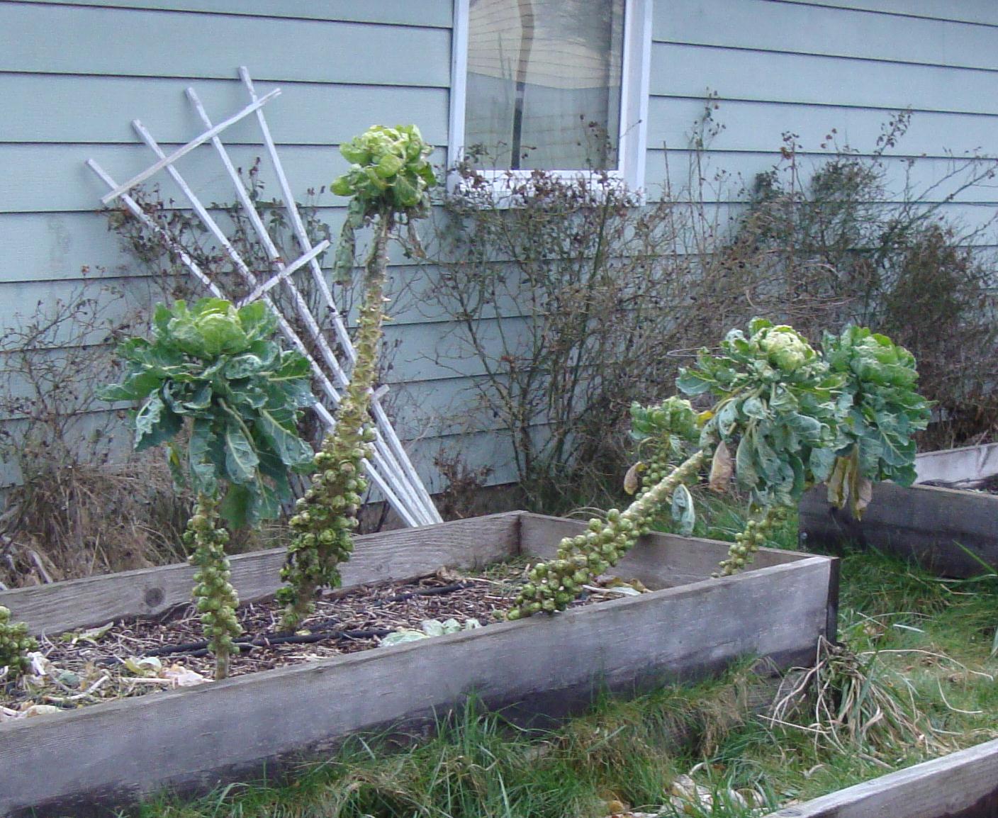 danger garden A fence that doubles as a grape arbor