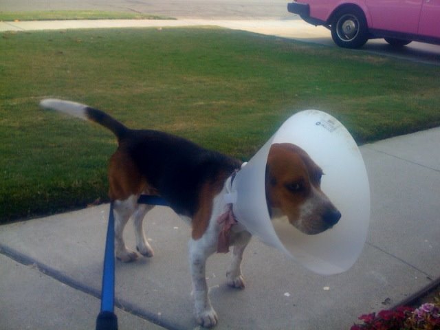 Here I am in my lampshade