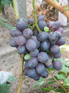 Uvas de mesa Ruby Uvas de mesa Ruby