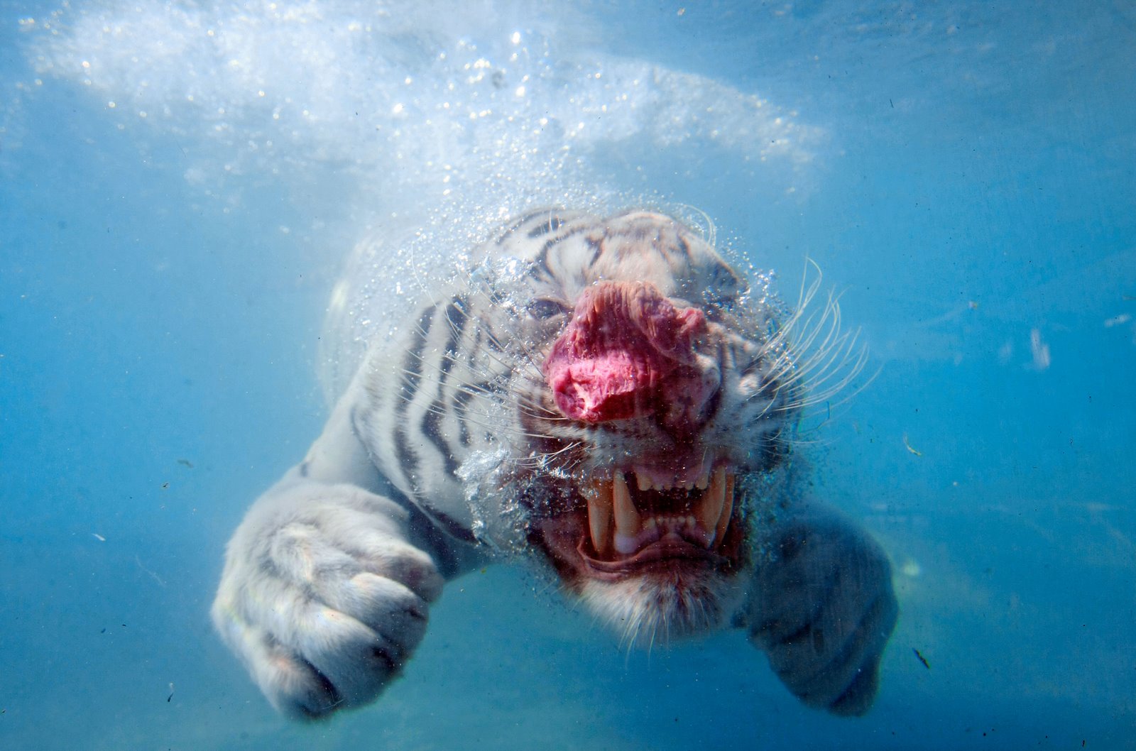 [tigerisland08_333.jpg]