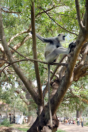 Srilankan Animals