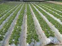 Strawberry plantations in Taichung, Taiwan