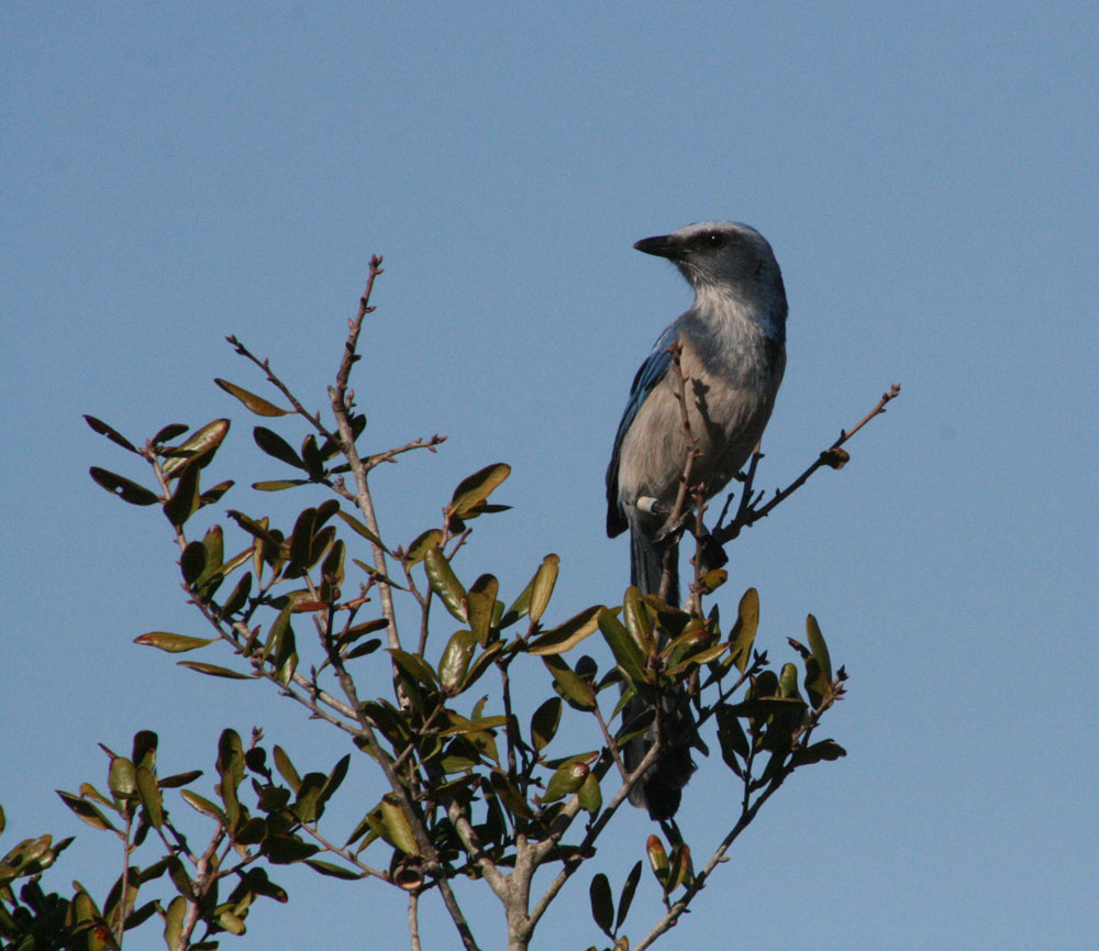Vickie Henderson Art Florida ScrubJaysA Specialist Species