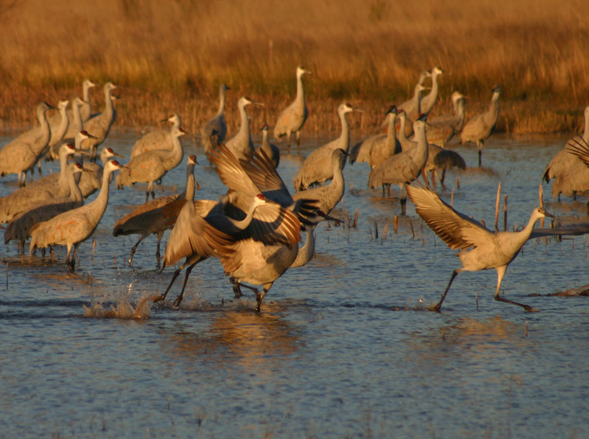 Vickie Henderson Art Sandhill Crane Hunting in Tennessee? Multiple