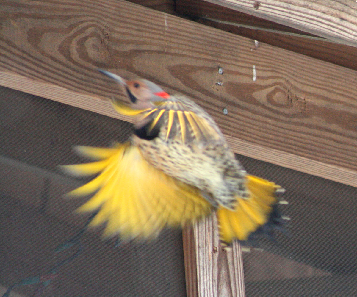 Northern Flicker Call