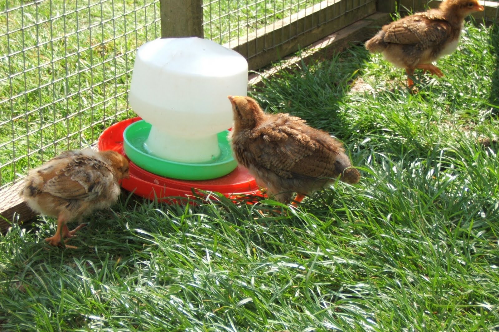 Bellecross Hens Chicks 3 weeks old
