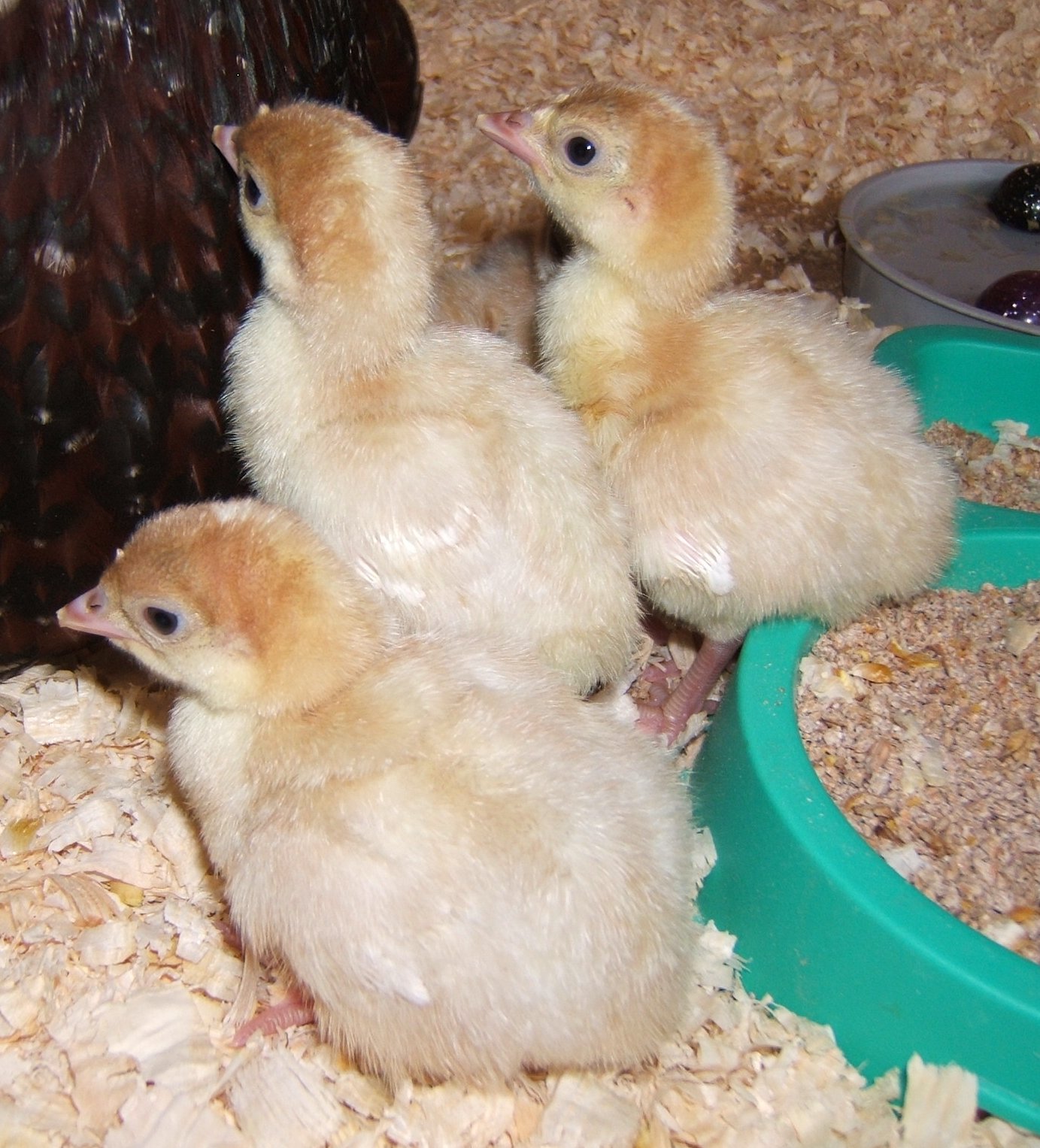 Bellecross Hens Turkey poult photos