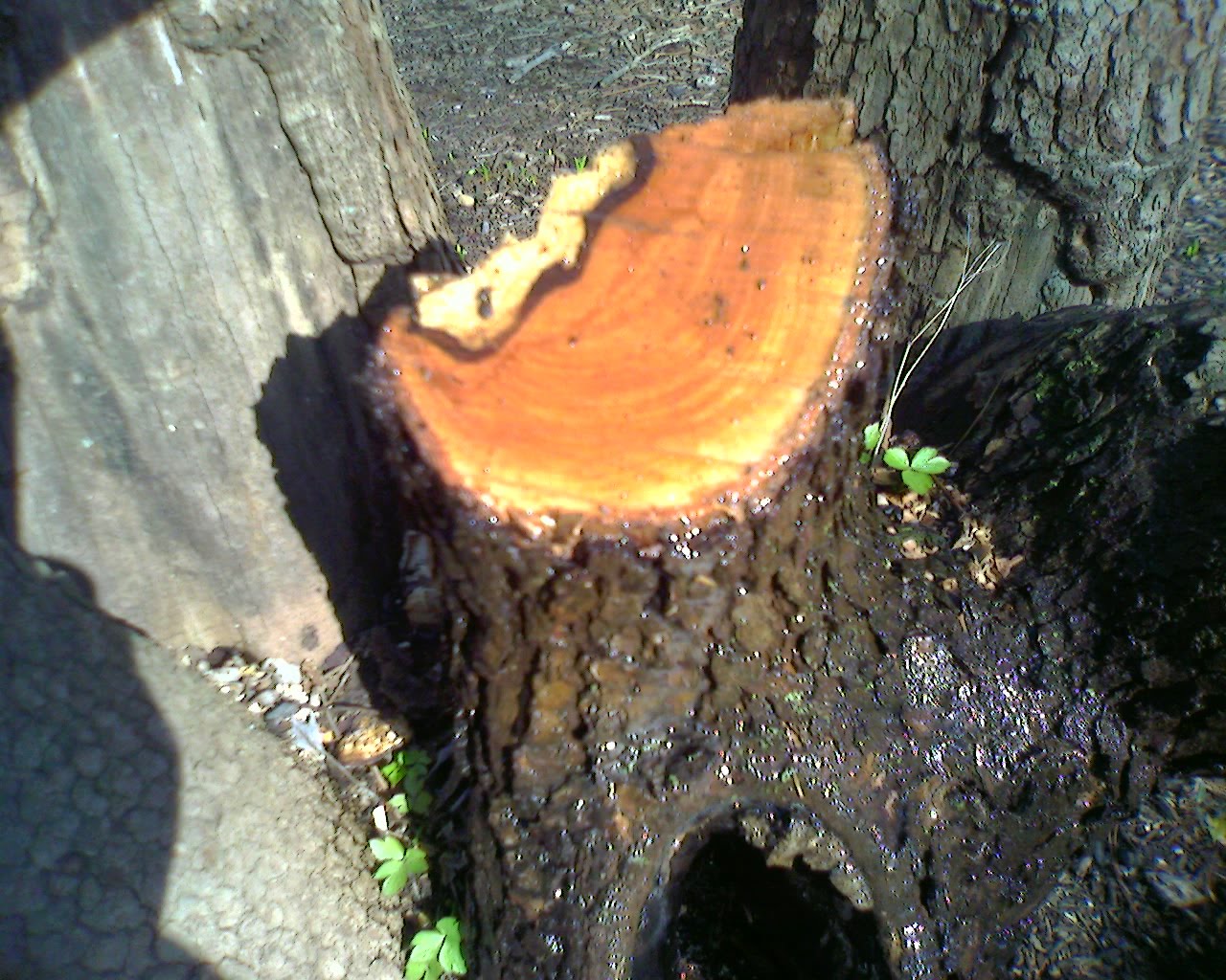 My Dogwood is bleeding?! Rooftop Linnaeus