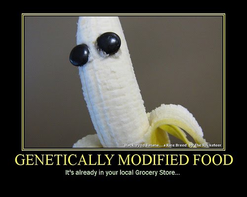 gm foods harmful or helpful Discovery guides genetically modified foods: harmful or helpful deborah b whitman genetically-modified foods (gm foods) have made a big splash in the news lately. gm foods harmful or helpful Discovery guides genetically modified foods: harmful or helpful deborah b whitman genetically-modified foods (gm foods) have made a big splash in the news lately.