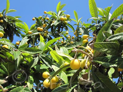 Fotos von Mallorca Flora Nisperos die Früchte am Baum