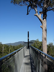 Tasmania Treetops