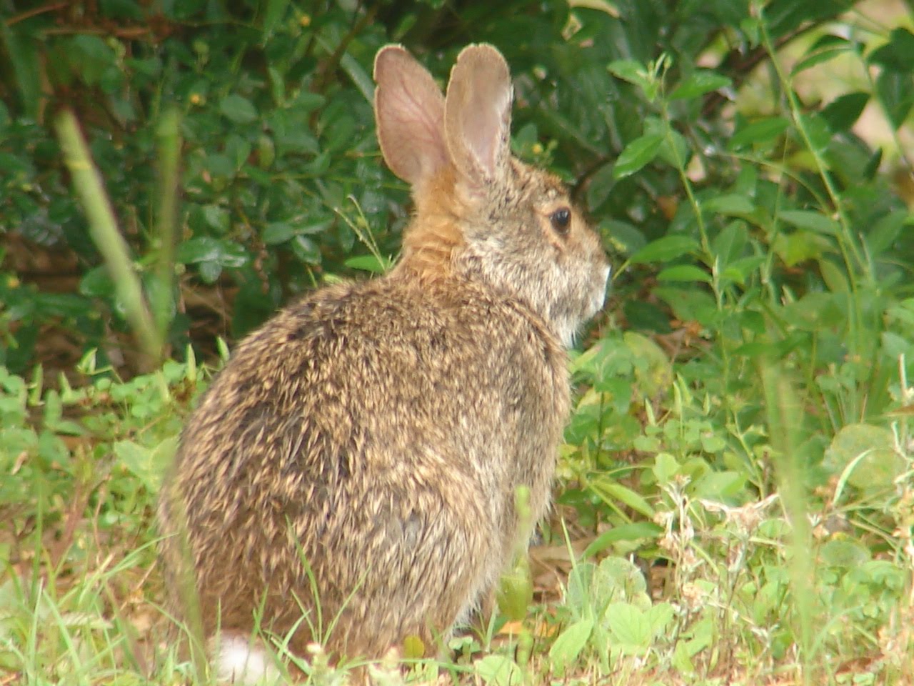 bunnies brown