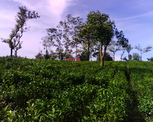 tea gardens