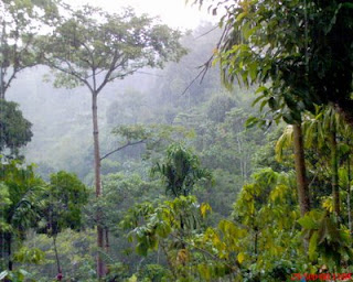 Jenis Hutan Dan Fungsi Hutan di Indonesia ~ What happen around us
