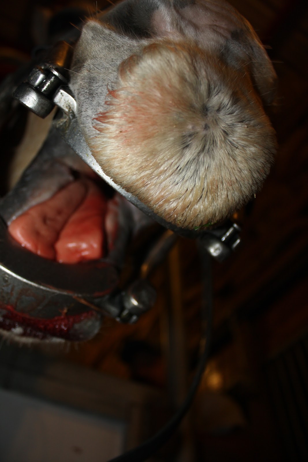 TRAIL RIDING IN TEXAS Floating Teeth, Drunk Horses & Clydesdales