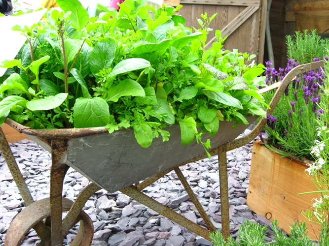 Ewa in the Garden: Cute vegetable garden ideas