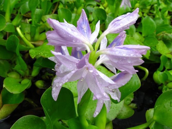 koi-pond-safe-plants-water-hyacinth.jpg