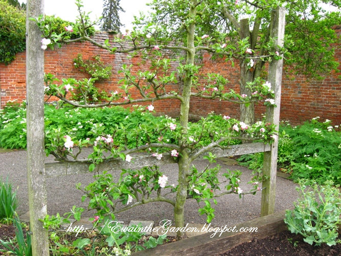 Ordinary Cute Vegetable Garden Ideas Part - 13: Cute Ideas For Supporting Plants - Use Twiggs From Your Own Garden.